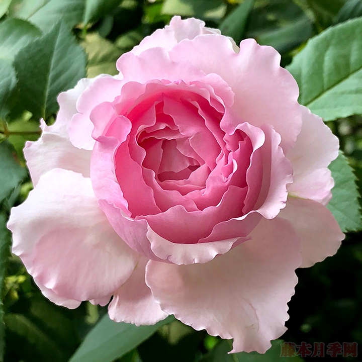 伊芙马蒂诺风琴 伊芙马蒂诺风琴