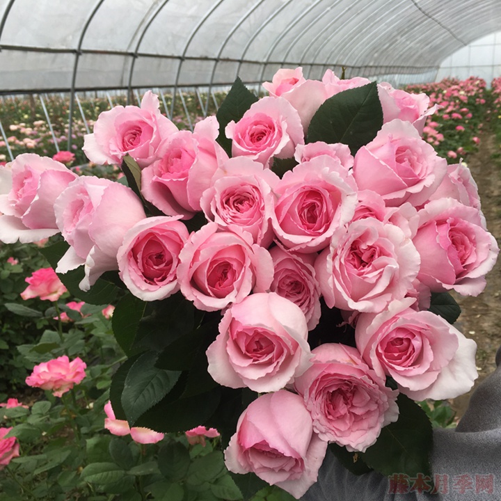 伊芙马蒂诺风琴 伊芙马蒂诺风琴