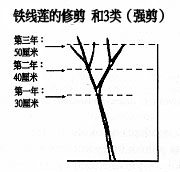 第三类修剪方式(强剪): 强度修剪,保留2至3对芽的高度 (约20-50厘米)。 第三类修剪方式(强剪): 强度修剪,保留2至3对芽的高度 (约20-50厘米)。