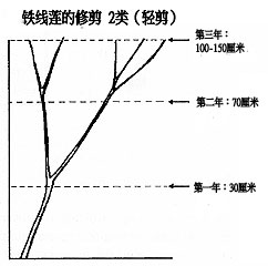 2类(轻剪)和3类(强剪) 2类(轻剪)和3类(强剪)