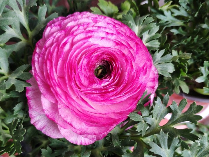 花毛茛 花毛茛