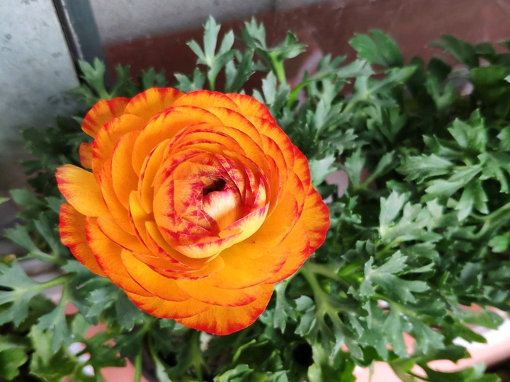 花毛茛 花毛茛