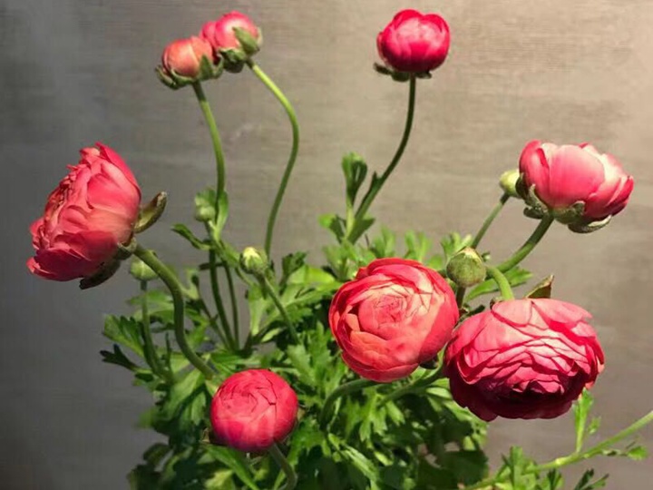 花毛茛 花毛茛