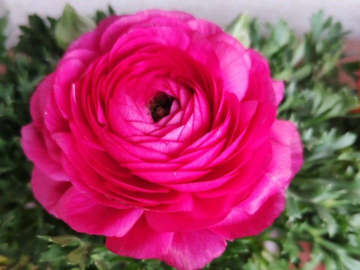 花毛茛 花毛茛