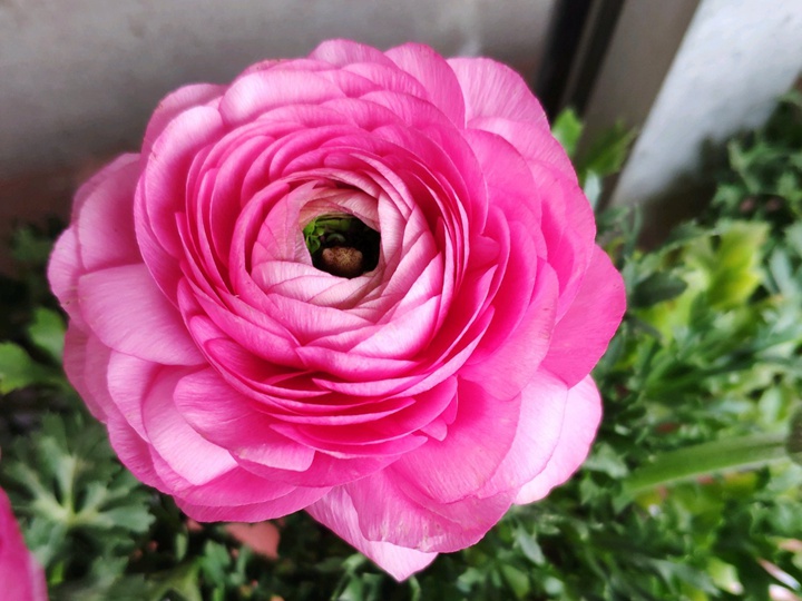 花毛茛 花毛茛