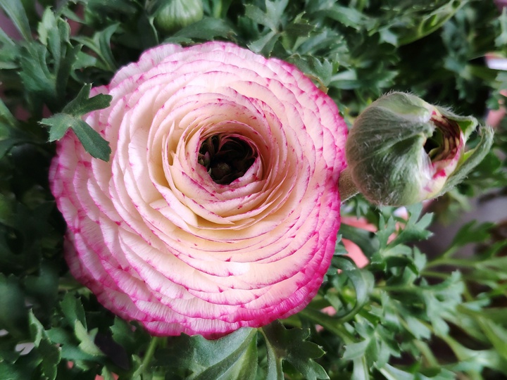 花毛茛 花毛茛