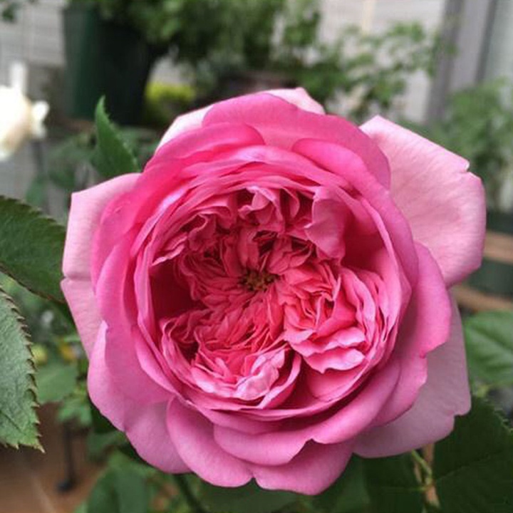 庞巴度 庞巴度玫瑰RosePompadour