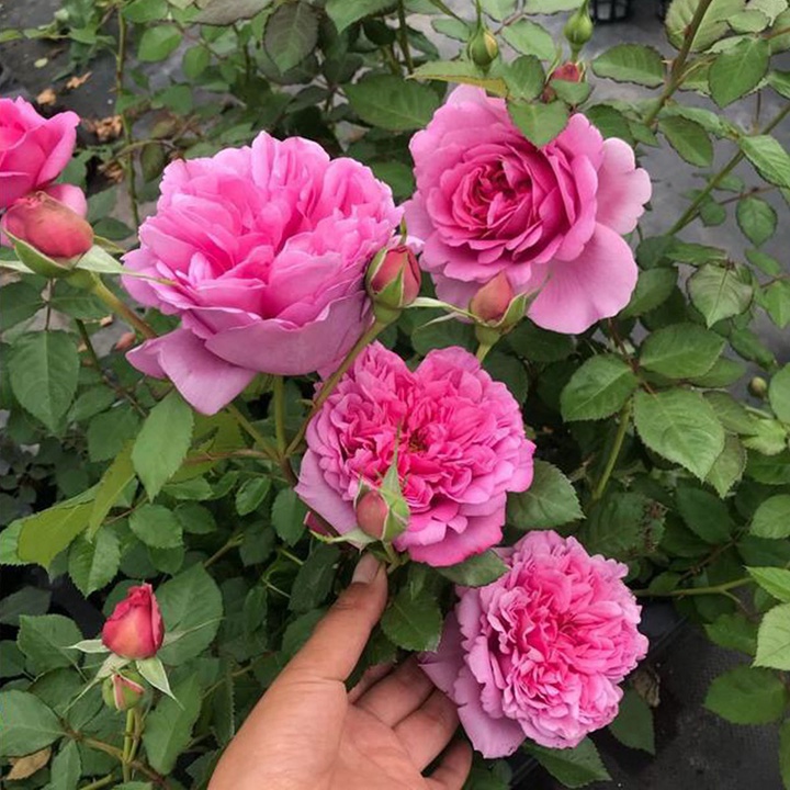庞巴度 庞巴度玫瑰RosePompadour