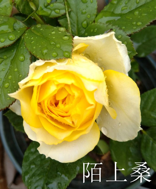 最是那一抬头的惊艳 藤本月季种植经验分享 最是那一抬头的惊艳 藤本月季种植经验分享