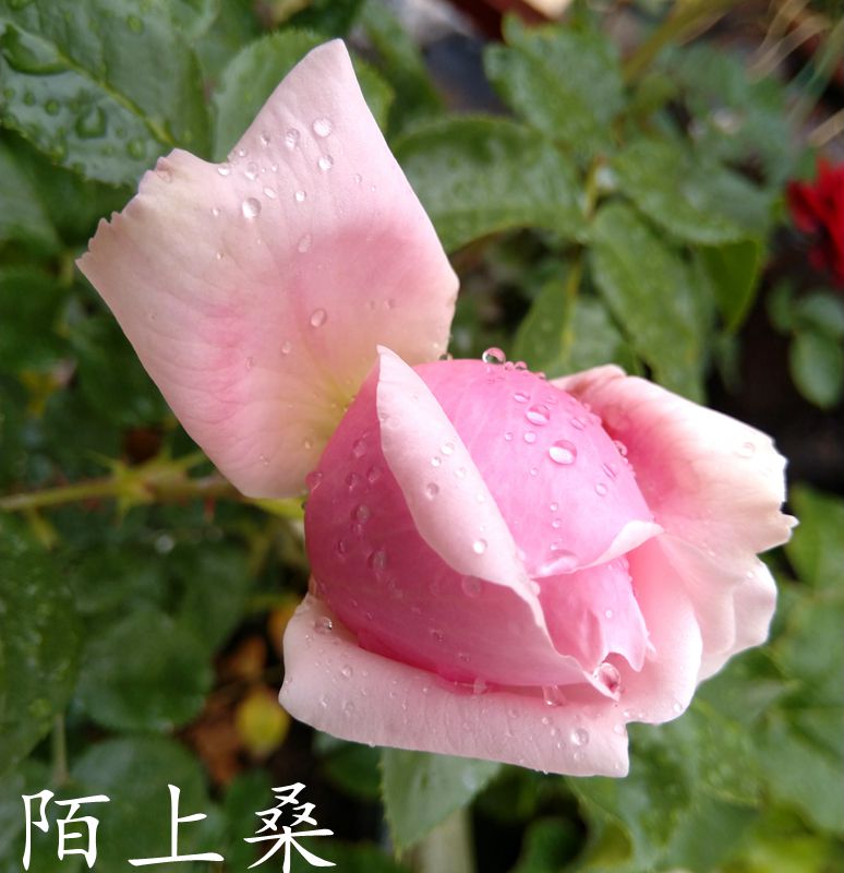 最是那一抬头的惊艳 藤本月季种植经验分享 最是那一抬头的惊艳 藤本月季种植经验分享