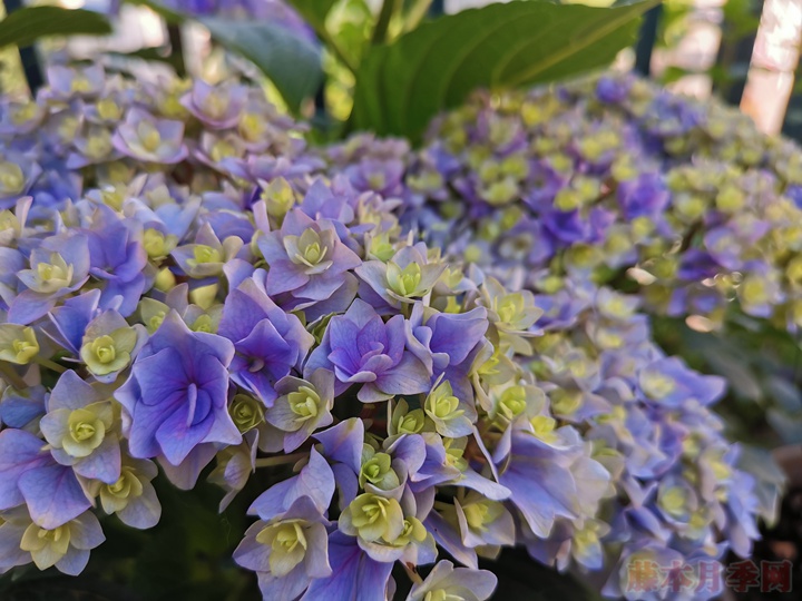 盆栽绣球花为什么不开花 盆栽绣球花为什么不开花