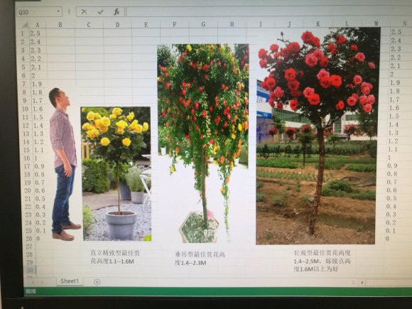 月季树嫁接设计以及品种选择 月季树嫁接设计以及品种选择