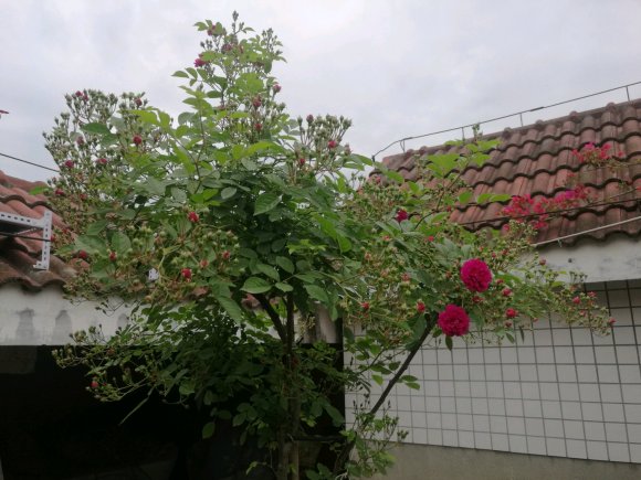月季树嫁接设计以及品种选择 月季树嫁接设计以及品种选择