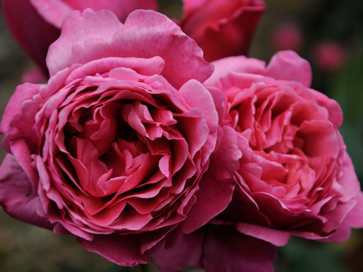 莉娜雷诺 莉娜雷诺Line Renaud