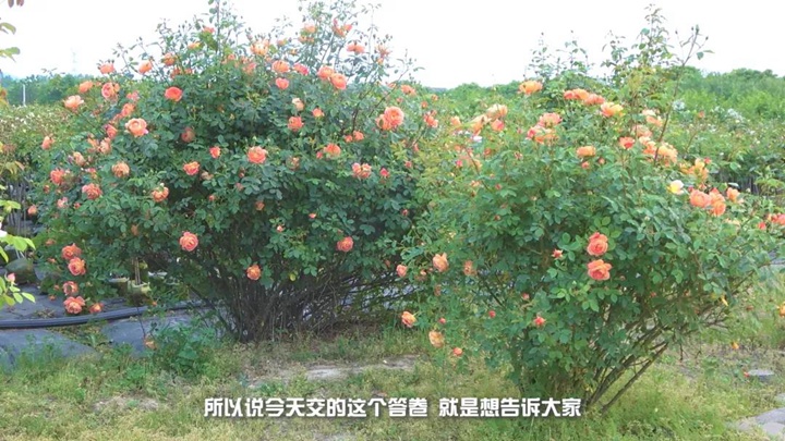 1590410283647785.jpg