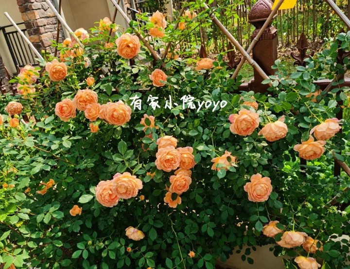 1590410284115830.jpg
