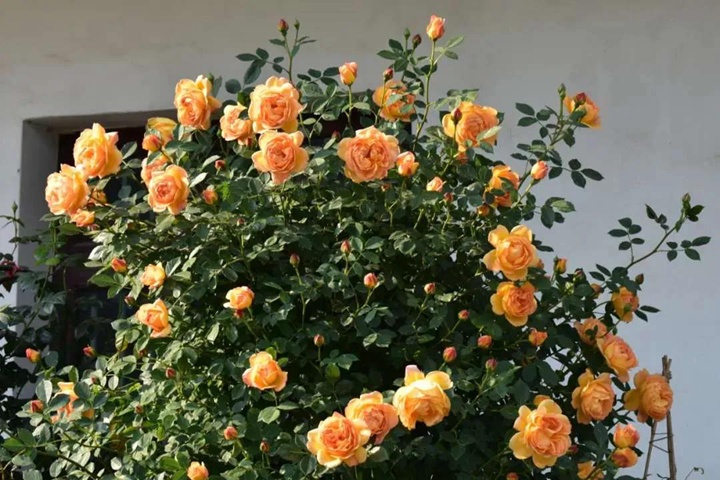 1590410284542932.jpg