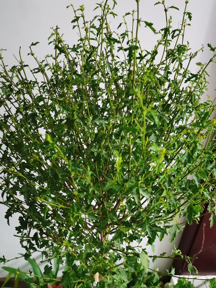 小木槿 小木槿