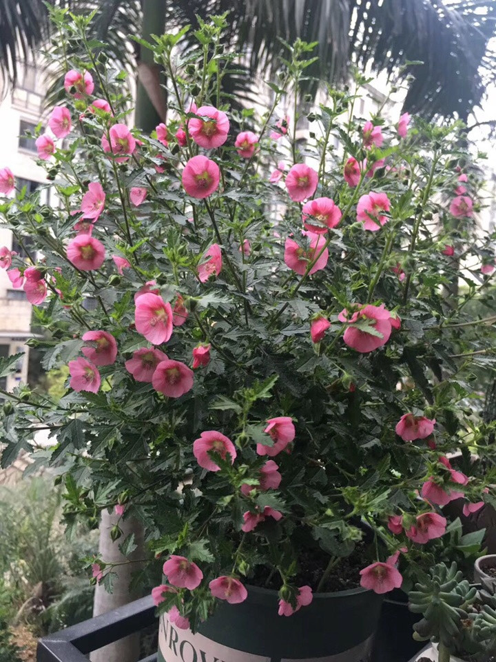 小木槿 小木槿