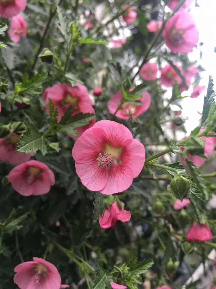 小木槿 小木槿