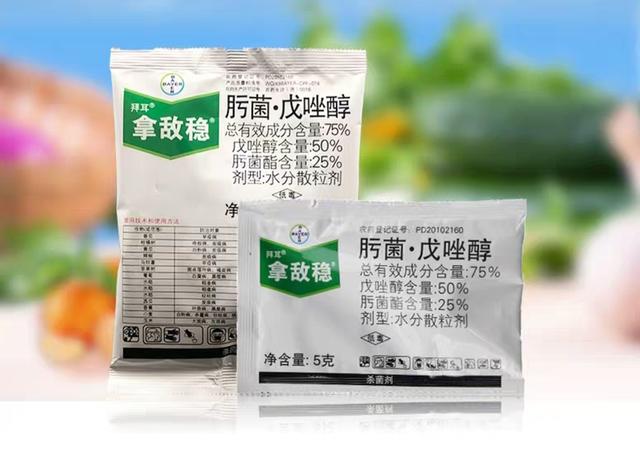 月季白粉病如何防治 月季白粉病如何防治