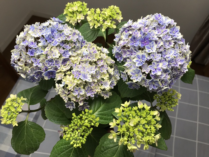 辉夜姬 辉夜姬