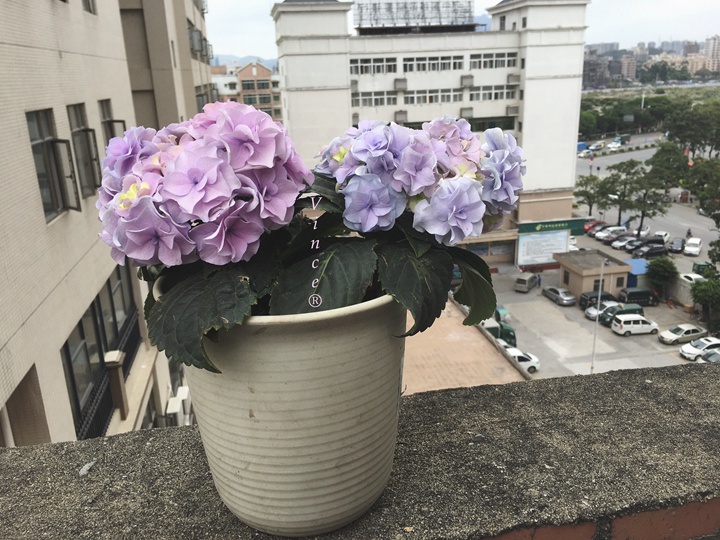雷音(Raion) 雷音(Raion)