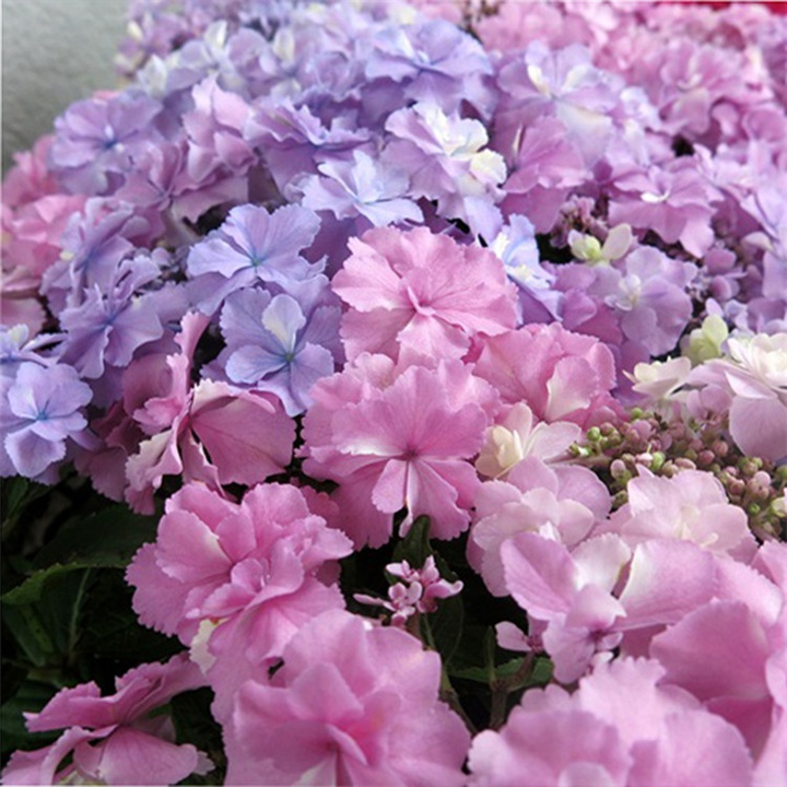 日安 日安