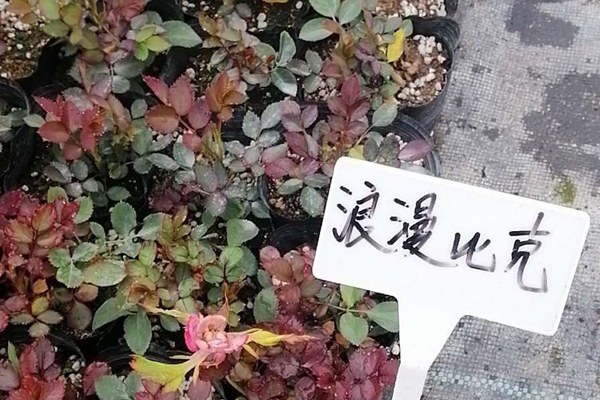 适合懒人的月季花扦插方法 适合懒人的月季花扦插方法
