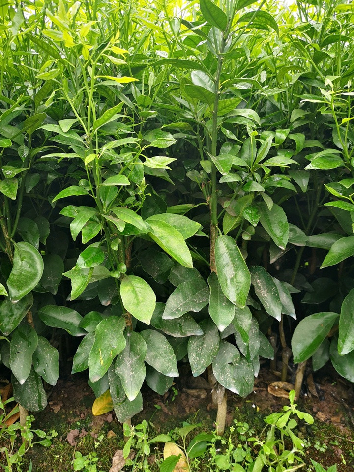 砂糖橘 砂糖橘