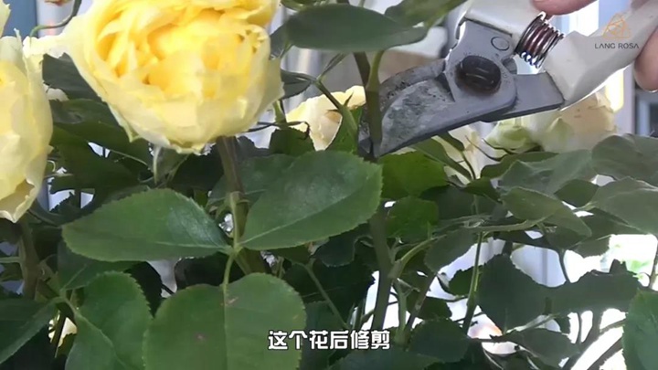 6月白粉病,黑斑病,红蜘蛛高发期,如何来进行防治? 6月白粉病,黑斑病,红蜘蛛高发期,如何来进行防治?