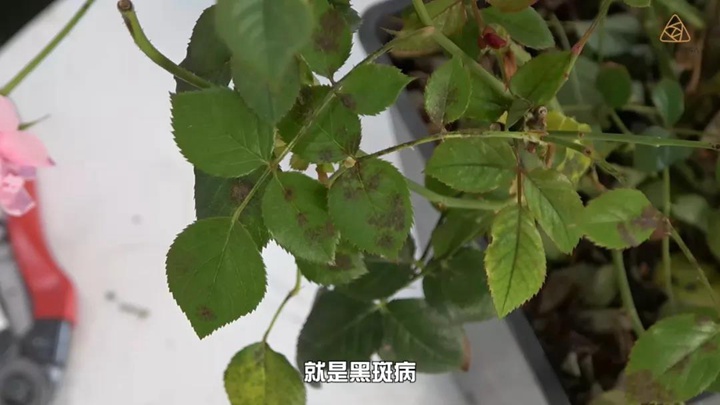 6月白粉病,黑斑病,红蜘蛛高发期,如何来进行防治? 6月白粉病,黑斑病,红蜘蛛高发期,如何来进行防治?