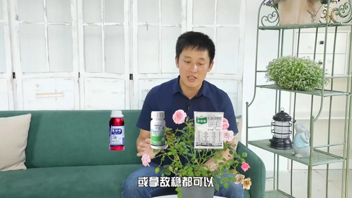 6月白粉病,黑斑病,红蜘蛛高发期,如何来进行防治? 6月白粉病,黑斑病,红蜘蛛高发期,如何来进行防治?