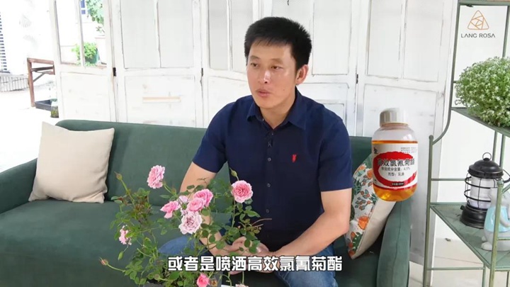 6月白粉病,黑斑病,红蜘蛛高发期,如何来进行防治? 6月白粉病,黑斑病,红蜘蛛高发期,如何来进行防治?