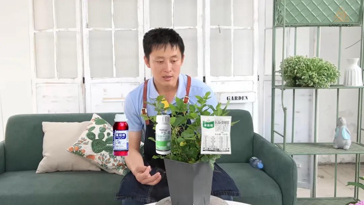 月季黑斑病防治全攻略 月季黑斑病防治全攻略