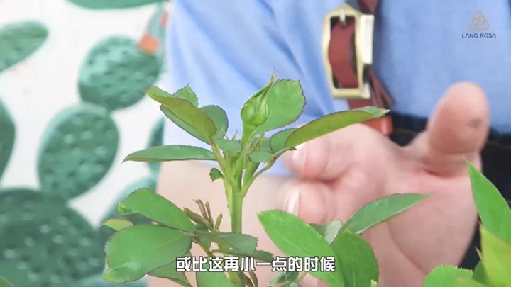 月季黑斑病防治全攻略 月季黑斑病防治全攻略