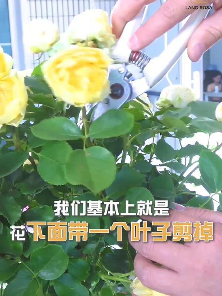棒棒糖月季的花后修剪 棒棒糖月季的花后修剪