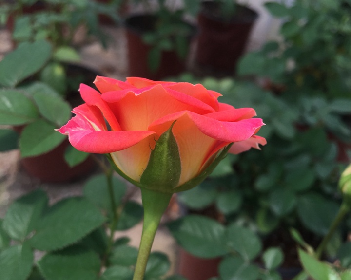 双鱼座Terrazza Pisce 双鱼座Terrazza Pisce