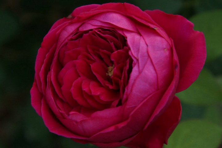 双人芭蕾 双人芭蕾
