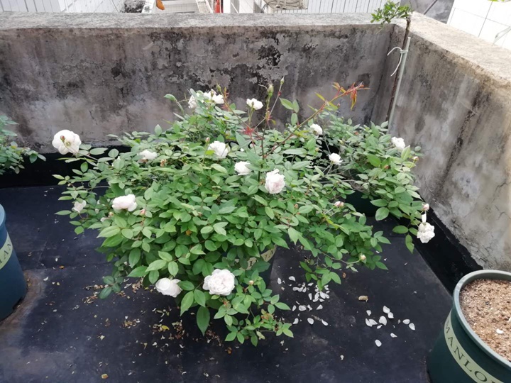 粉晕香水 粉晕香水