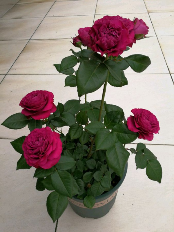 珍贵时刻Variety informasion 珍贵时刻Variety informasion
