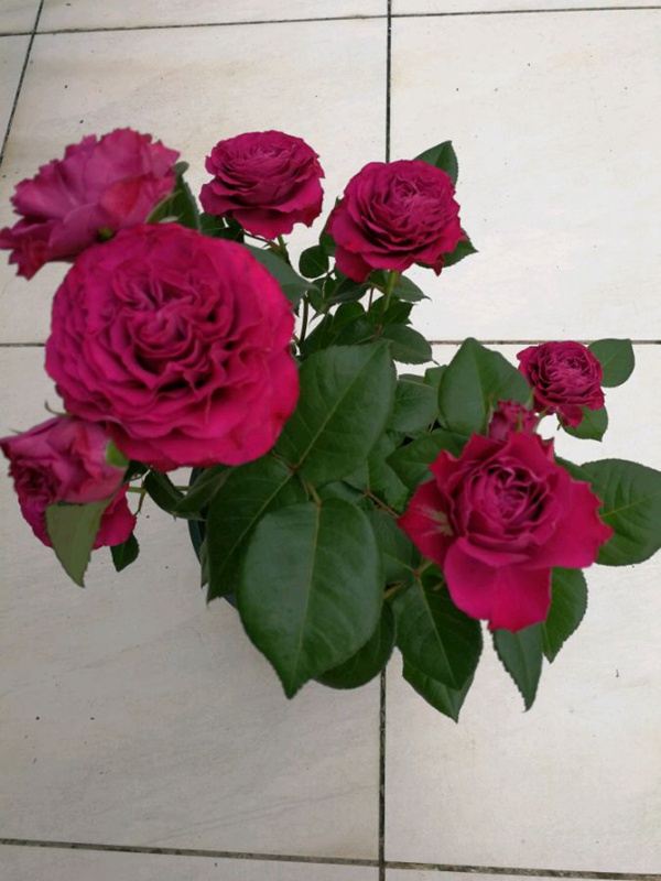 珍贵时刻Variety informasion 珍贵时刻Variety informasion
