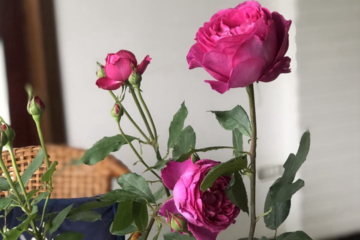 伊芙芳香花园 伊芙芳香花园