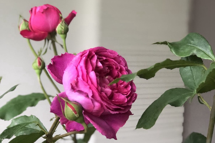 伊芙芳香花园 伊芙芳香花园