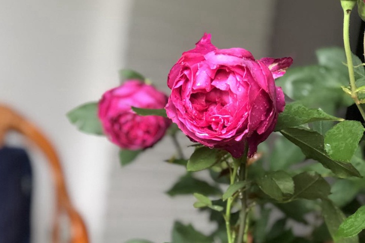 伊芙芳香花园 伊芙芳香花园