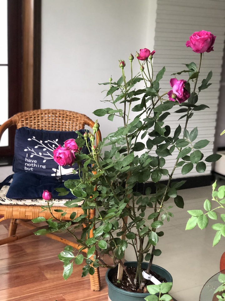 伊芙芳香花园 伊芙芳香花园