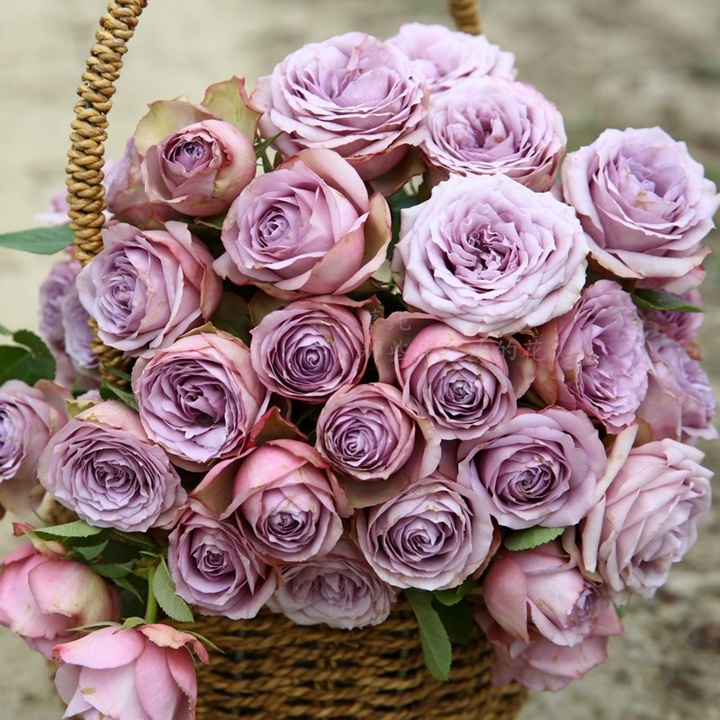 紫丁香Lilac Classic 紫丁香Lilac Classic