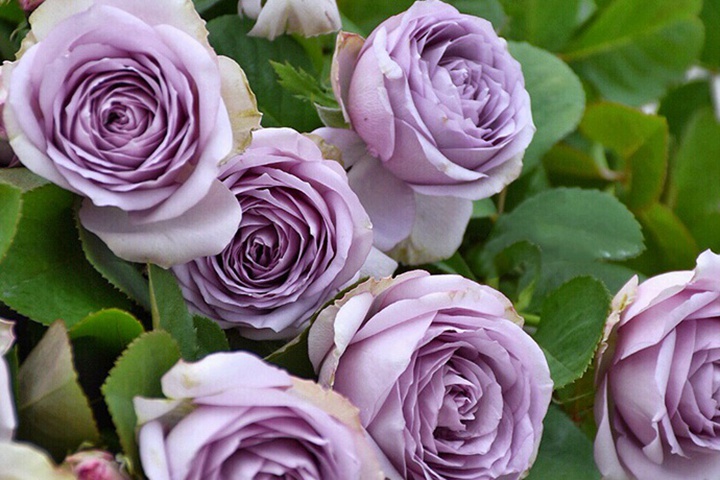 紫丁香Lilac Classic 紫丁香Lilac Classic
