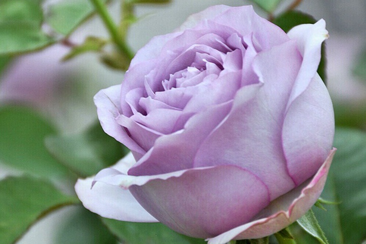 紫丁香Lilac Classic 紫丁香Lilac Classic