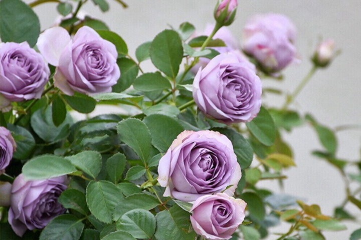 紫丁香Lilac Classic 紫丁香Lilac Classic